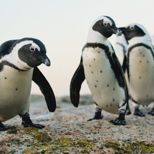 African,Penguins.,South,Africa
