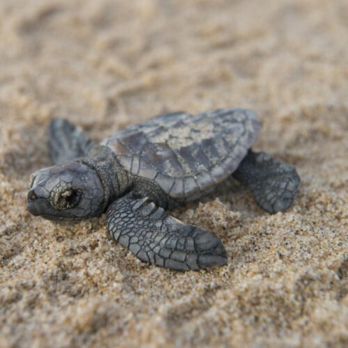 Turtle Hatchling