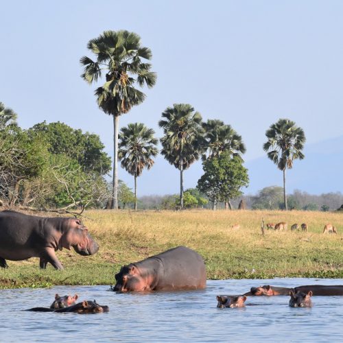 1 2 Travel Africa hippos Shire River Liwonde