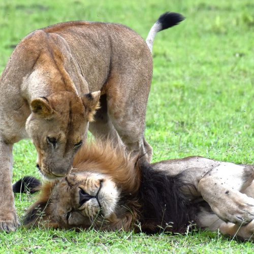 1 2 Travel Africa lions kiss Liwonde safari